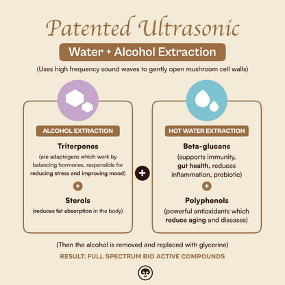 Focus Pocus - Lion's Mane Mushroom Liquid Dual Extract