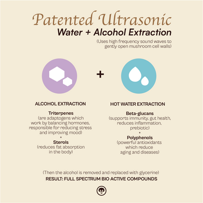 Focus Pocus - Lion's Mane Mushroom Liquid Dual Extract