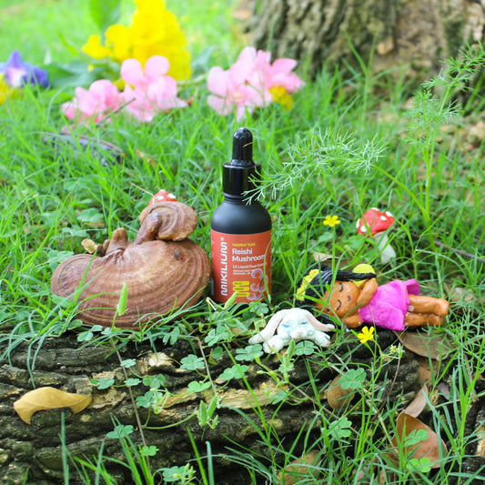Yawn Yum - Reishi Mushroom Liquid Dual Extract